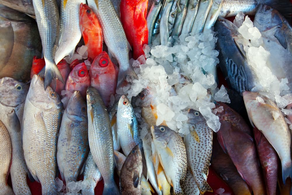 Mixed whole fish of several species lying on crushed ice